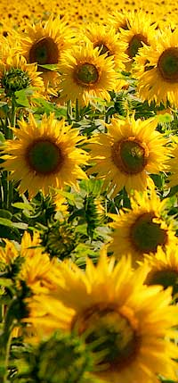 tournesol