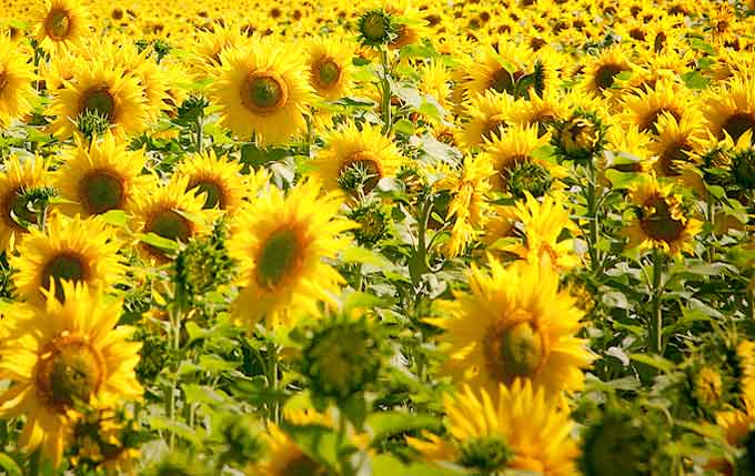 champ de tournesols